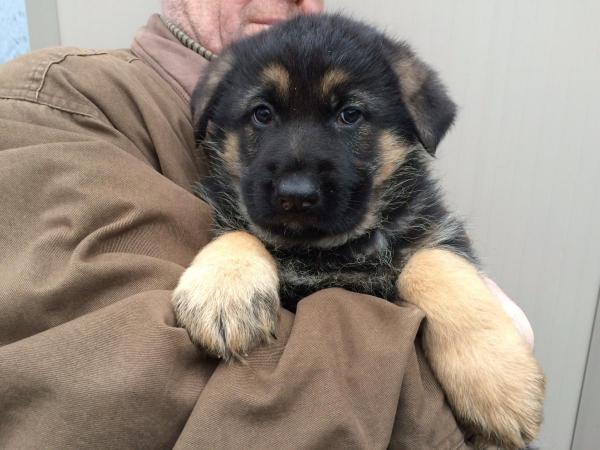 Male German Shepherd Puppy for Sale