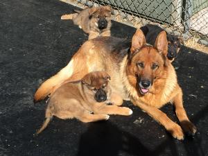 German Shepherd Puppies For Sale In Pa